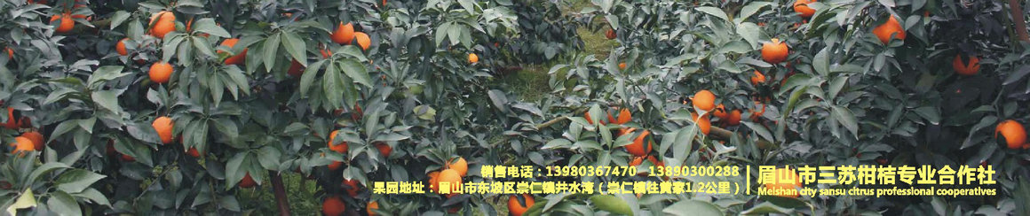 三苏柑桔－三苏湖眉州柑桔